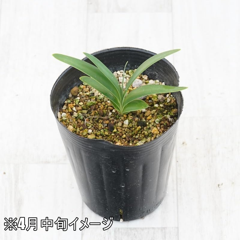 アガパンサス ブリッツプレステージ ダブルダイヤモンド ブルーサンダーset苗C e0481c42c72df6438cc50ac9bde35f